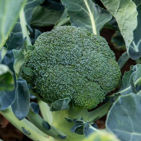 Calabrese Seeds 'Green Magic' F1