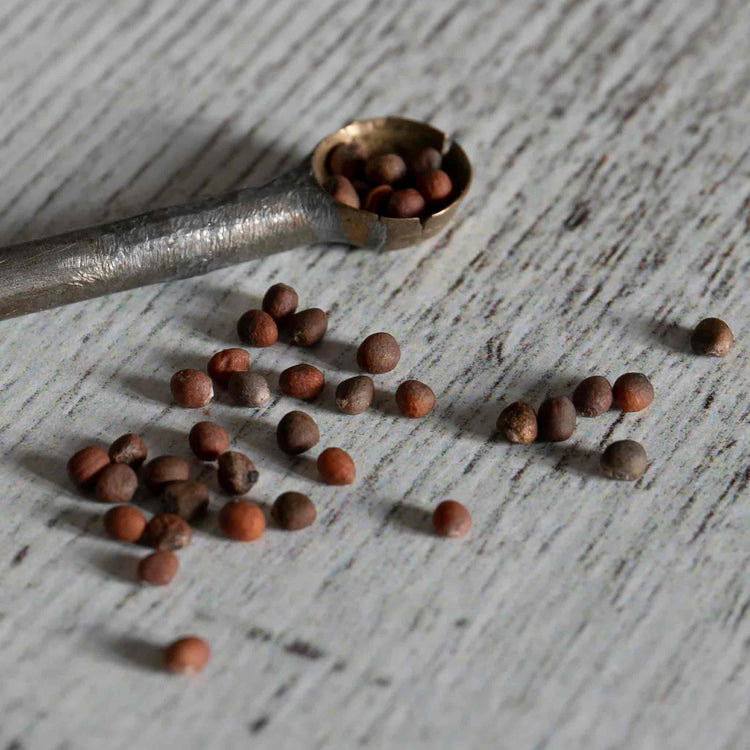 Calabrese Seeds 'Gemini' F1  