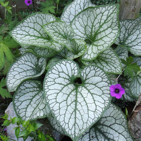 Brunnera Macrophylla 'Jack Frost'