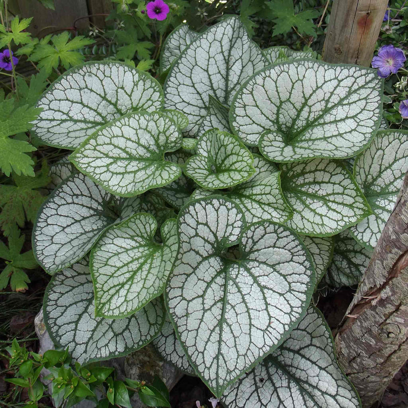 Brunnera Macrophylla 'Jack Frost'