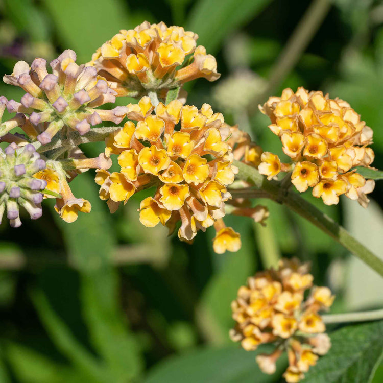 Buddleja 'Sungold'