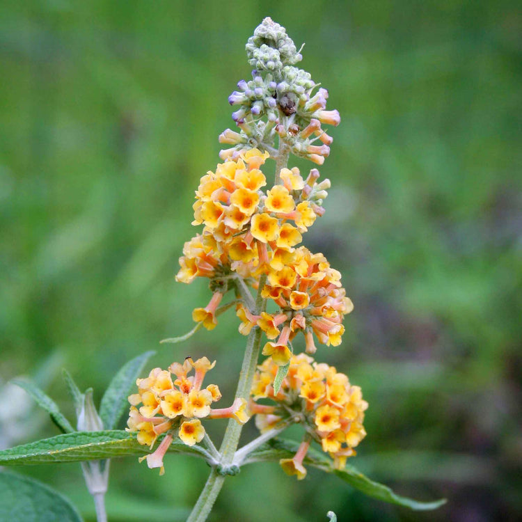Buddleja 'Sungold'