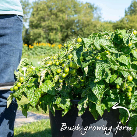 Bush Tomato 'Tiny Temptations Orange'