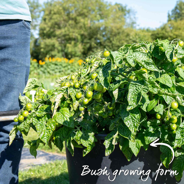 Bush Tomato 'Tiny Temptations Orange'