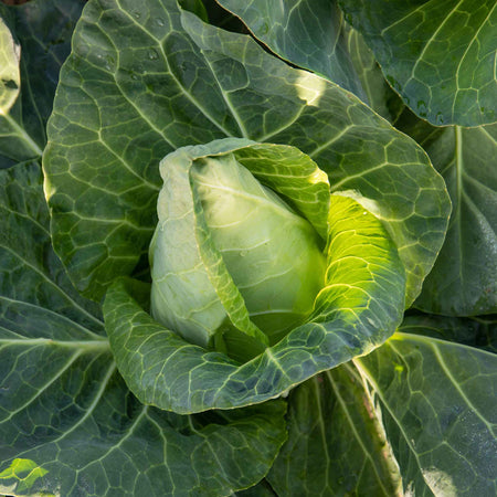 Cabbage Spring 'Duchy'