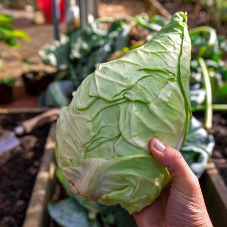 Cabbage Pointed 'Hispi'