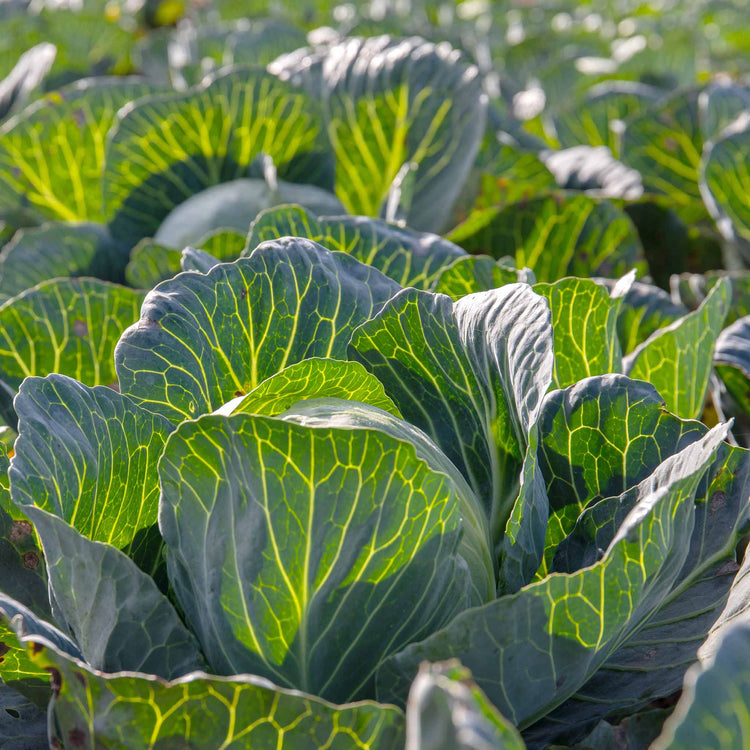 Cabbage 'Kilaton'