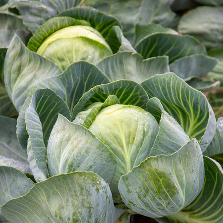 White Cabbage 'Reaction'