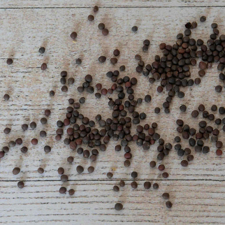 Cabbage Seeds 'Spring Greens Verve F1'