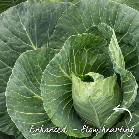 Cabbage Seeds 'Spring Greens Verve F1'