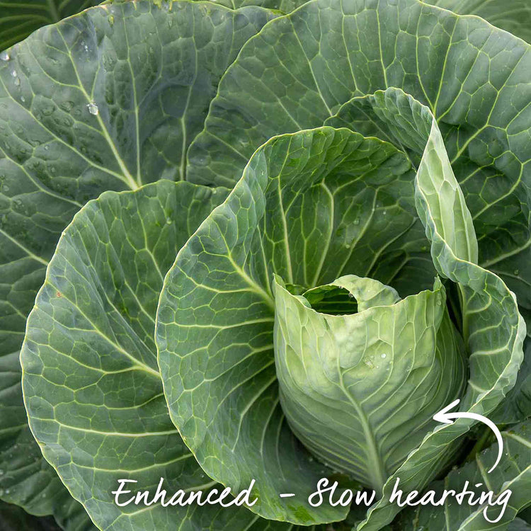 Cabbage Seeds 'Spring Greens Verve F1'