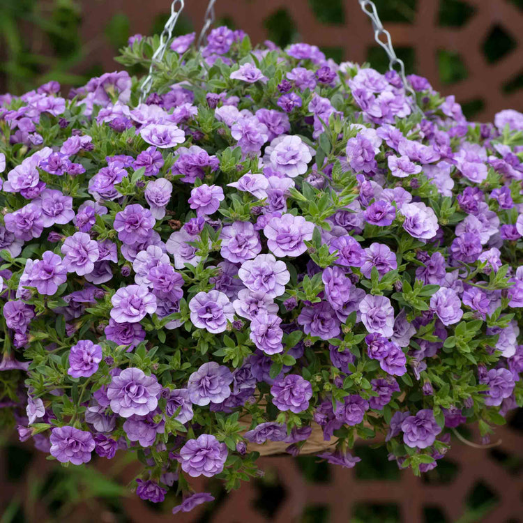 Calibrachoa 'Double' Collection