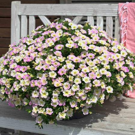 Calibrachoa 'Can Can Fancy Francy'