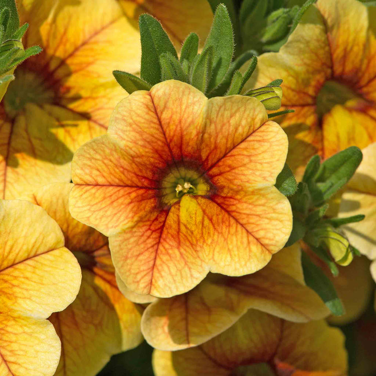 Calibrachoa 'Single' Collection
