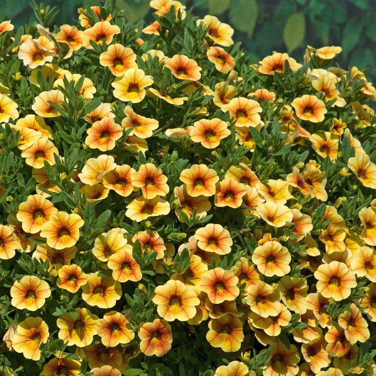 Calibrachoa 'Single' Collection