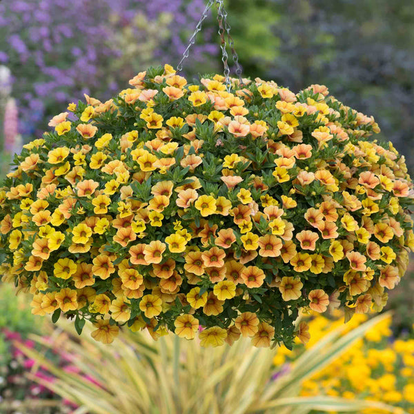 Calibrachoa 'Can Can Sunrise'