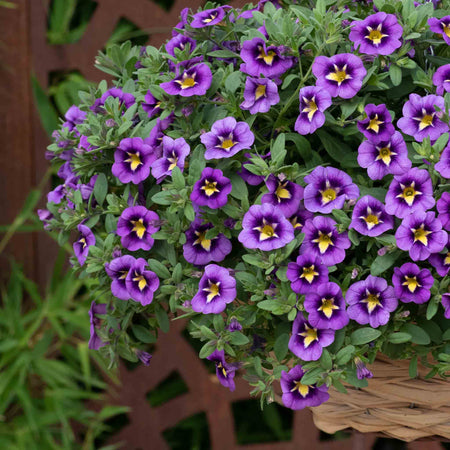 Calibrachoa 'Cabaret Special Bumble Bee Blue'