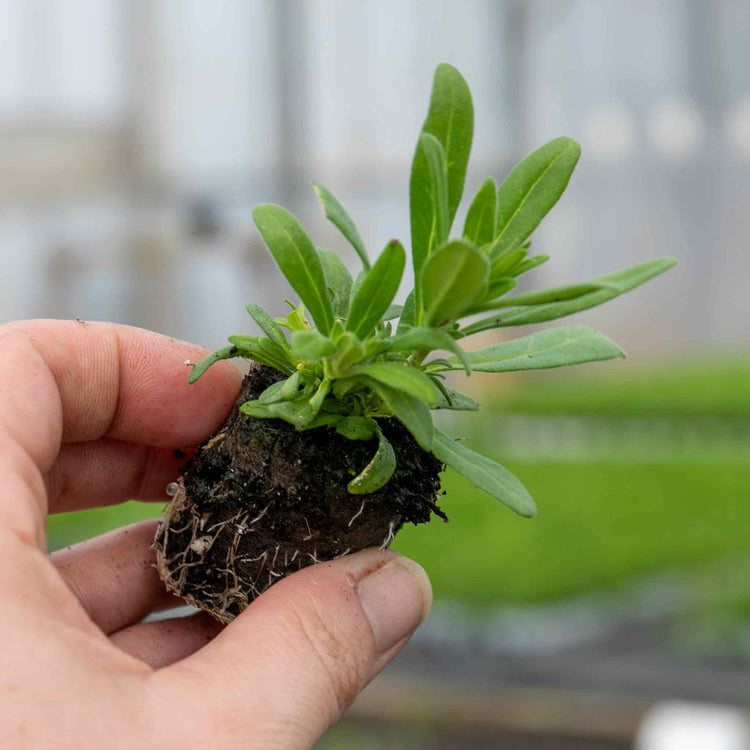 Calibrachoa 'Can Can Double Apricot'