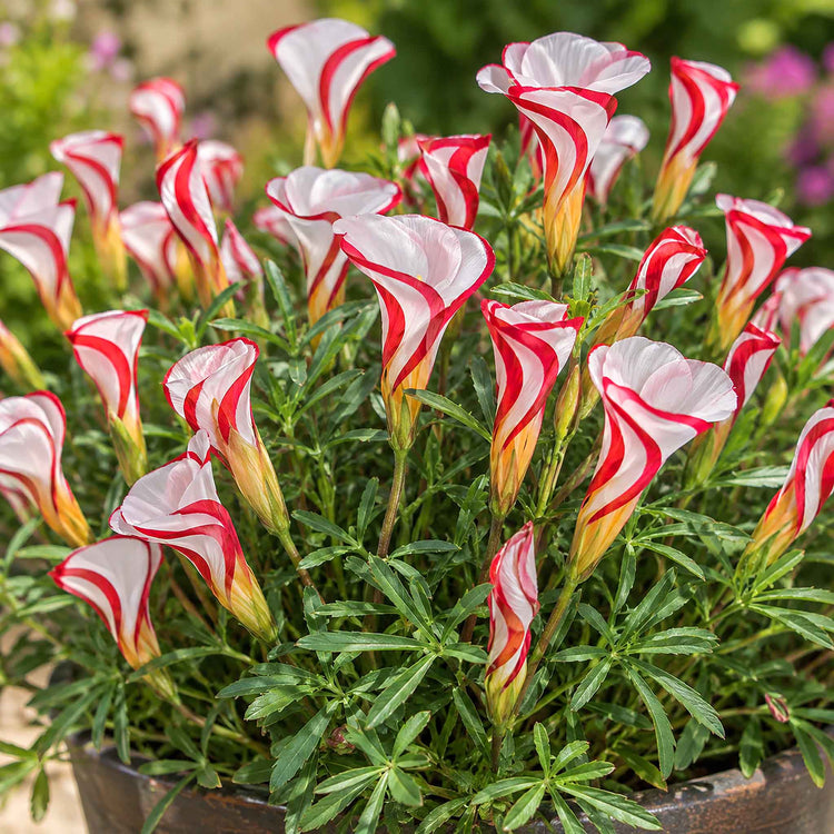 Oxalis Bulbs 'Candy Cane'