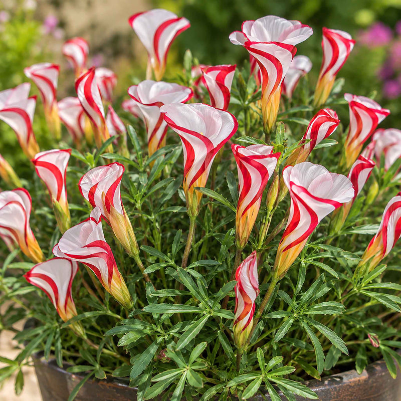 Oxalis Bulbs 'Candy Cane'