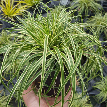 Carex 'Evercream Grass'