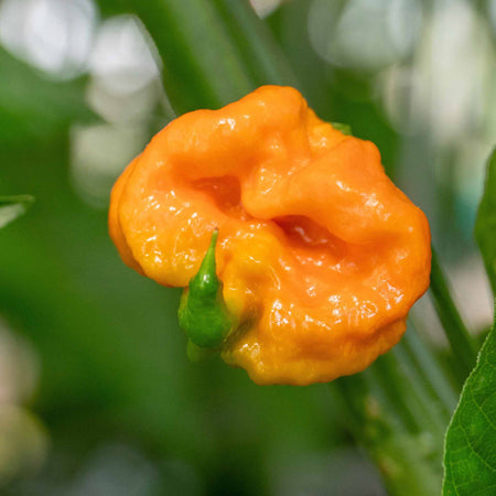 Chilli 'Carolina Reaper'