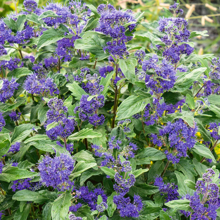 Caryopteris x clandonensis 'Kew Blue'