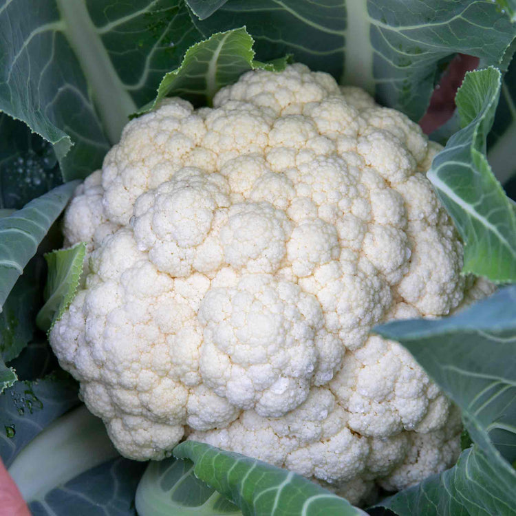 Cauliflower Seeds 'All The Year Round'