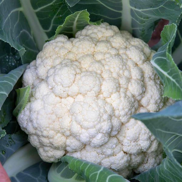 Cauliflower Seeds 'All The Year Round'