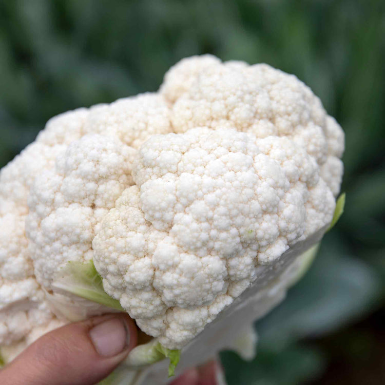 Cauliflower 'Clemen'
