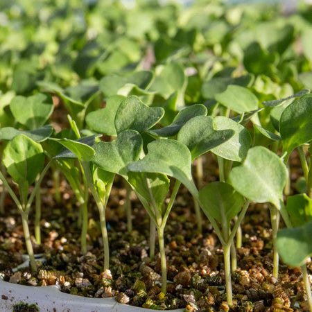 Cauliflower Seeds 'All The Year Round'