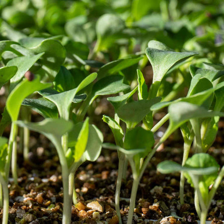 Cauliflower Seeds 'Romanesco Celio'