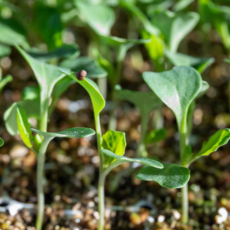 Cauliflower Seeds 'Depurple' F1