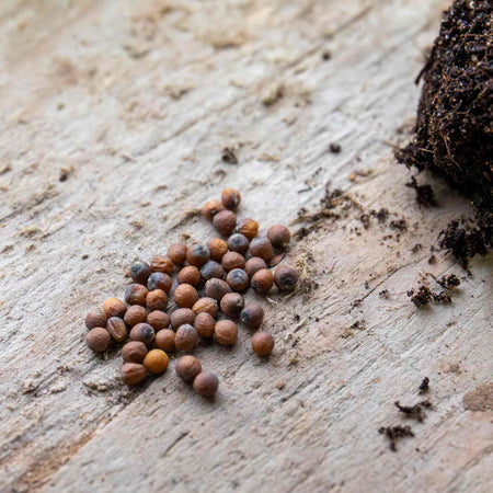 Cauliflower Seeds 'Jerome' F1