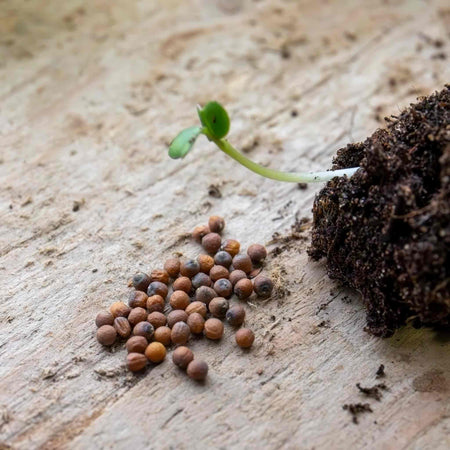 Cauliflower Seeds 'All The Year Round'