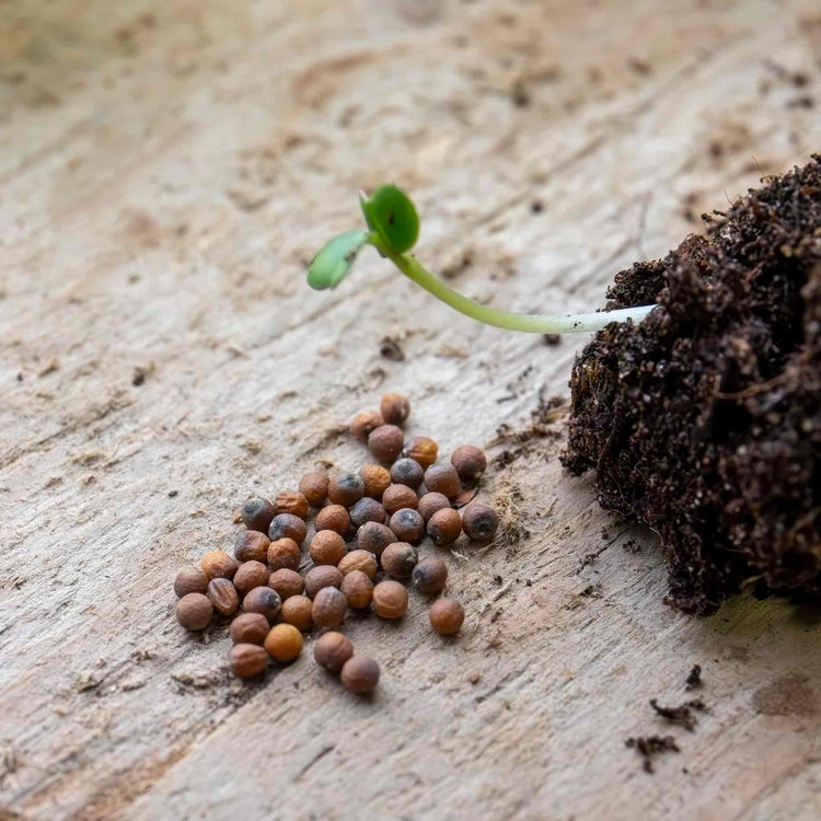 Cauliflower Seeds 'All The Year Round'