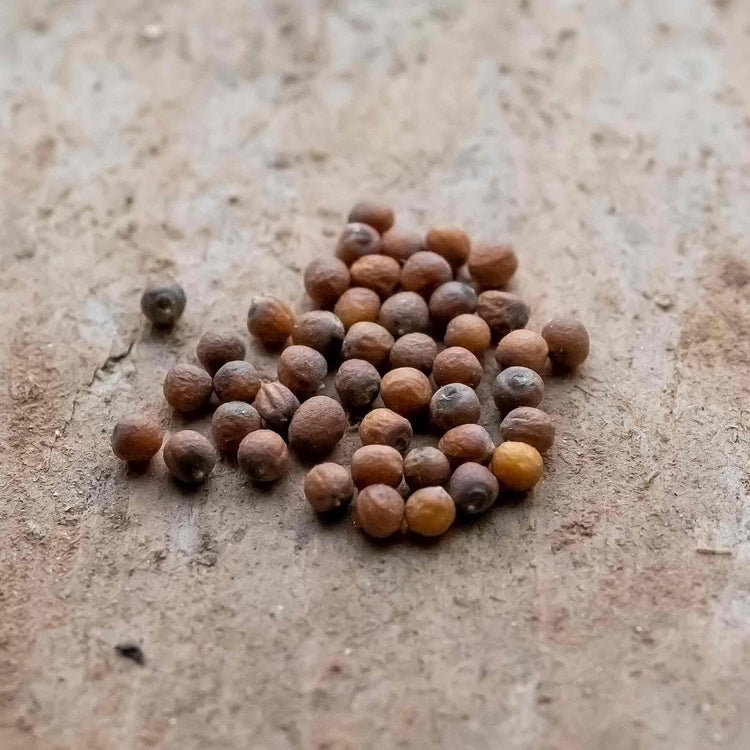 Cauliflower Seeds 'Trevi' F1