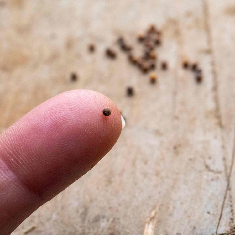 Cauliflower Seeds 'Clapton' F1
