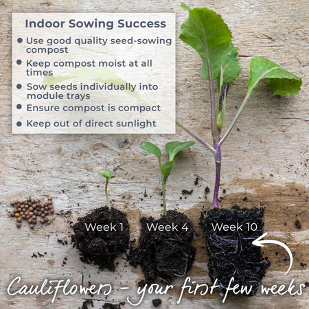Cauliflower Seeds 'Skywalker'