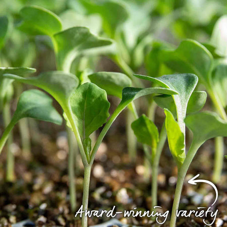 Cauliflower Seeds 'Jerome' F1