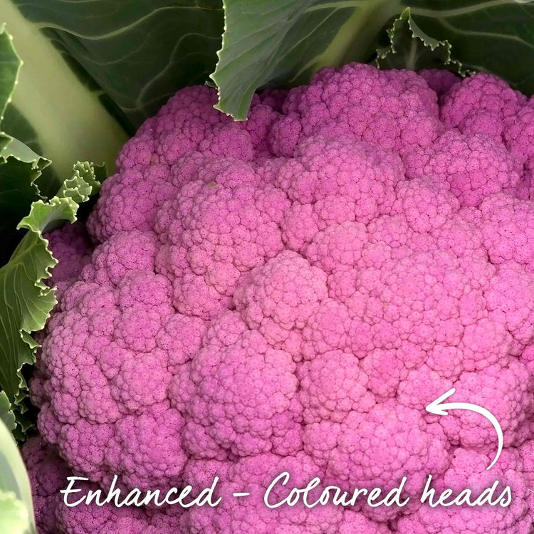 Cauliflower Seeds 'Depurple' F1