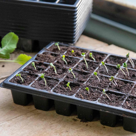 Cauliflower Seeds 'Depurple' F1