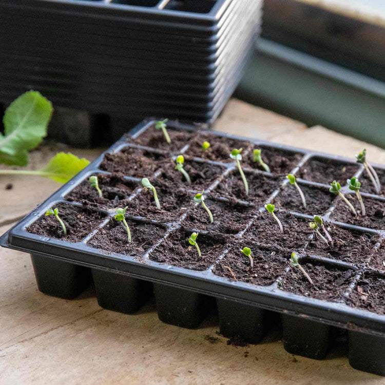 Cauliflower Seeds 'Depurple' F1