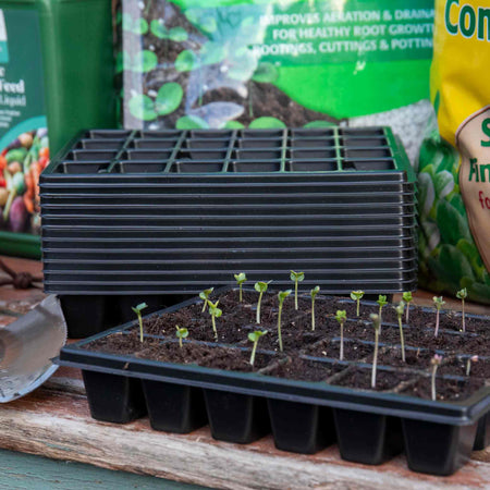 Cauliflower Seeds 'All The Year Round'
