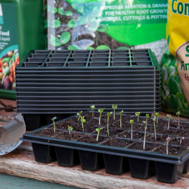 Cauliflower Seeds 'All The Year Round'