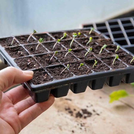Cauliflower Seeds 'Jerome' F1