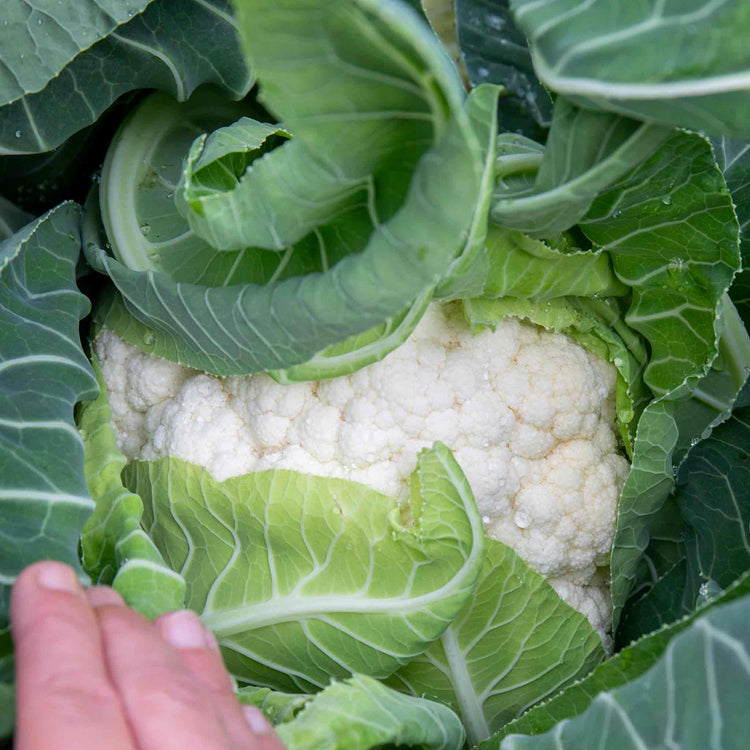 Cauliflower Seeds 'Skywalker'