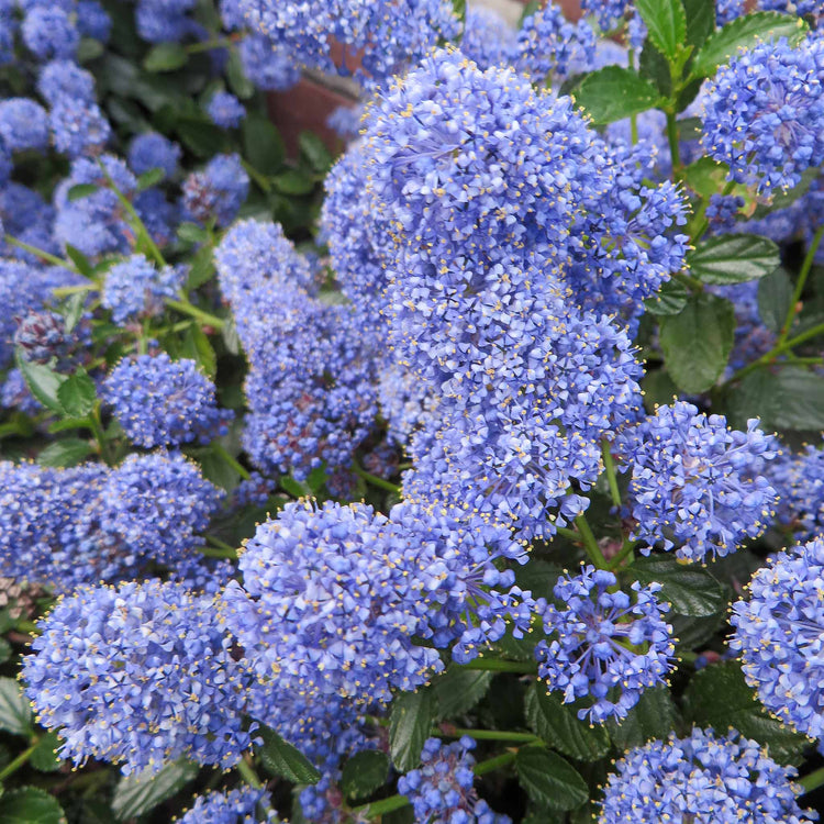 Ceanothus 'Blue Mound'