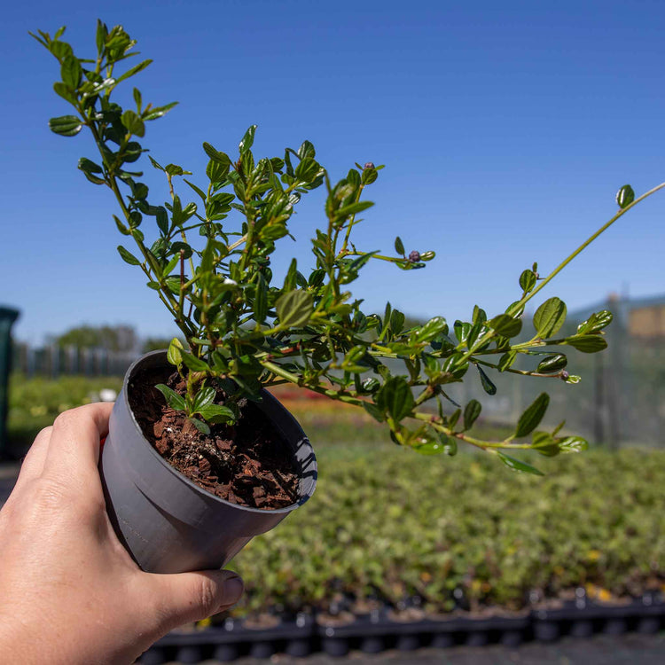Ceanothus 'Blue Mound'