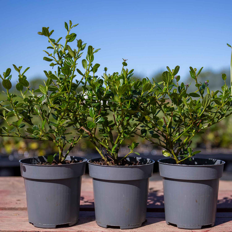 Ceanothus 'Blue Mound'